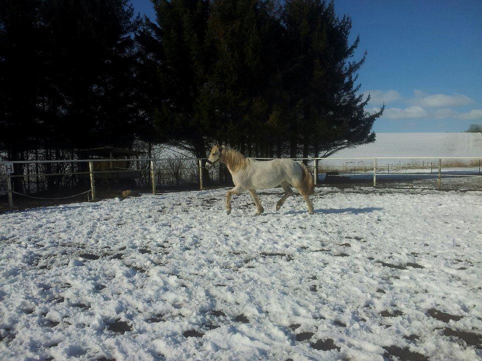 Anden særlig race Lady <3 - 24/3/13 billede 4