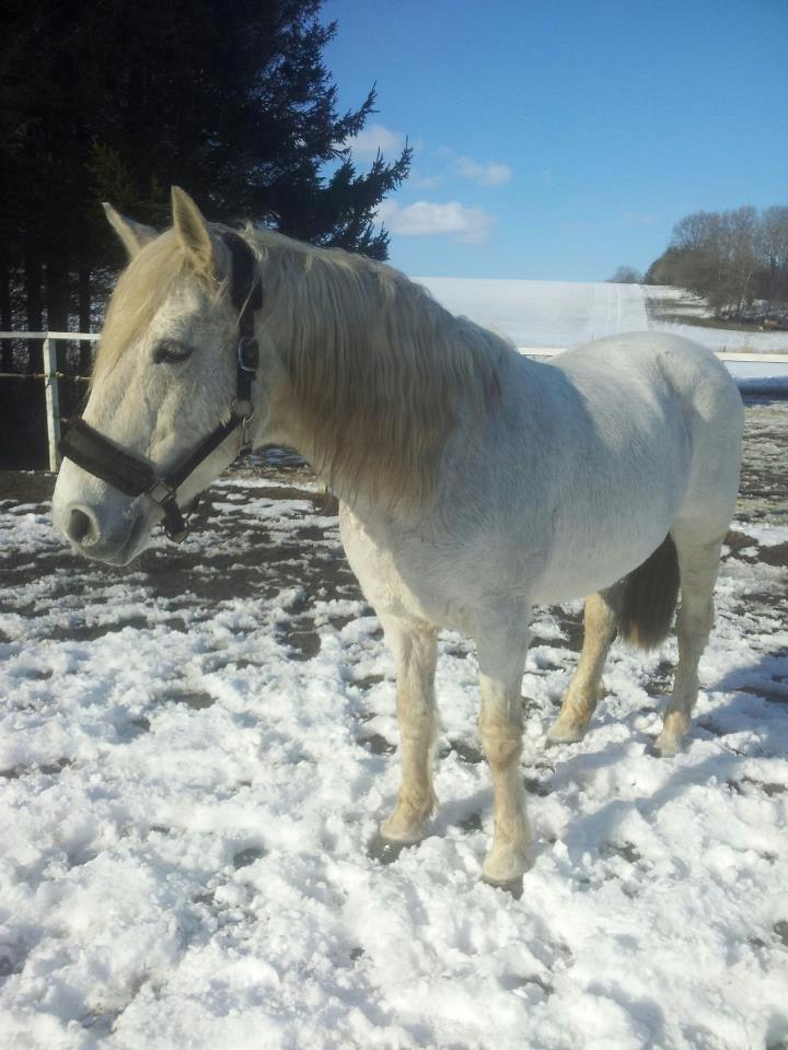 Anden særlig race Lady <3 - 24/3/13 billede 2
