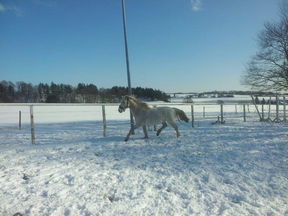 Anden særlig race Lady <3 - 24/3/13 billede 3