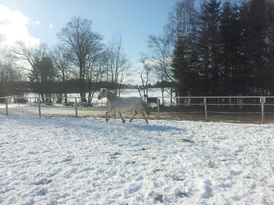 Anden særlig race Lady <3 - 24/3/13 billede 5