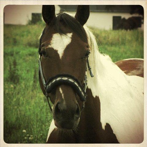 Paint Wild Fire billede 12