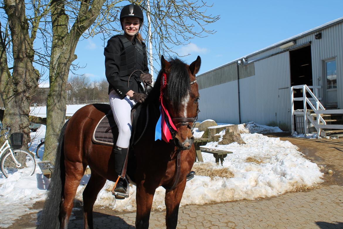 Tysk Sportspony Prop (Premiat) - Første stævne 23-3-13, hvor vi fik 2 nulrunder i 50 og 60 cm. billede 10
