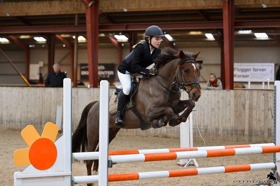 Anden særlig race Bambi - Lb fejlfri. billede 20