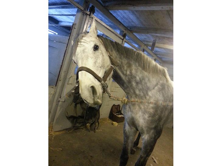 {{currentPhoto.altText}} billede {{currentPhoto.number}}