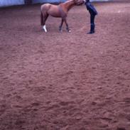 Welsh Partbred (Sec F) sweet about me *soul mate*