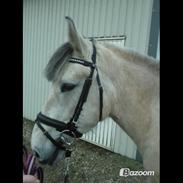 Anden særlig race Marabella