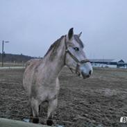 Anden særlig race Marabella