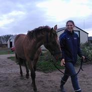 Knabstrupper Oskar af Dutterup