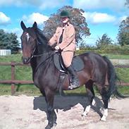 Dansk Varmblod Mignon