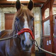 Anden særlig race Patrick