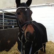 Anden særlig race Dee Dee