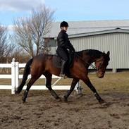 Traver No Risk (Tidligere hest)