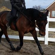 Traver No Risk (Tidligere hest)