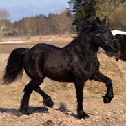 Fell pony Strandgaardens Black Jack