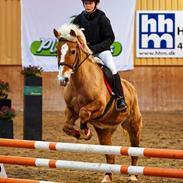 Haflinger Sissi