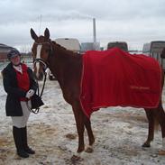 Trakehner Kaiserins Coco Chanel "himmelhest"