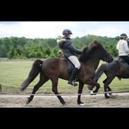 Islænder Tòfari fra Pagasus 