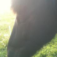 Islænder Tòfari fra Pagasus 