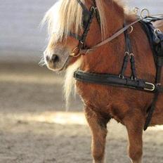 Shetlænder Skovgaardens Beatrix