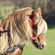 Shetlænder Skovgaardens Beatrix