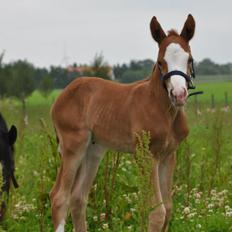 Dansk Varmblod Wipper ( Solgt )