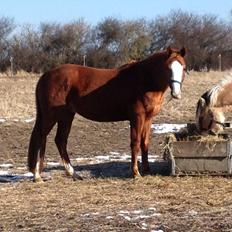 Dansk Varmblod Wipper ( Solgt )