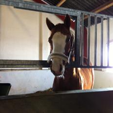 Dansk Varmblod Wipper ( Solgt )