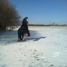 Irish Cob River Meadows Florence