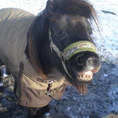 Shetlænder Victoria ( vic ) Himmel pony ( savnet meget )