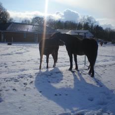 Connemara Elmely's Claudius ( Claus/ klundte)[Meget savnet]