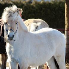 Fjordhest Egebæks Kasio.