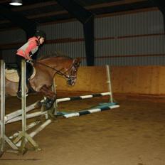 Welsh Cob (sec D) Møllegårdens Danzih R.I.P. Savnet