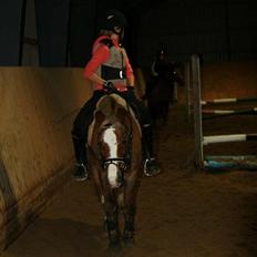 Welsh Cob (sec D) Møllegårdens Danzih R.I.P. Savnet