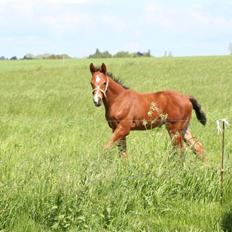 Dansk Varmblod Lisandro