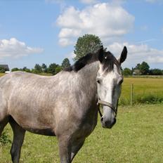Anden særlig race Søndergårds Ravdi