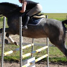 Anden særlig race Søndergårds Ravdi