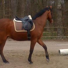 Dansk Varmblod Lisandro