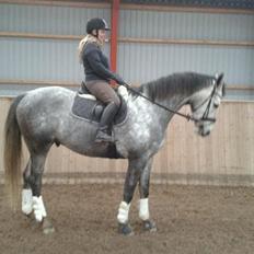 Anden særlig race Søndergårds Ravdi