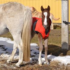 Anden særlig race Nørballes Beauty Arema