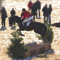 Dansk Varmblod Askemosegaards Ram Á Jean