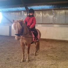 Welsh Pony (sec B) Rødsandgaards Beauty