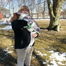 Dansk Miniature Sønderhedens April Sun Z