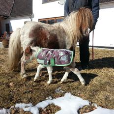 Dansk Miniature Sønderhedens April Sun Z