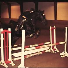 Dansk Varmblod - Carnival (B-HEST) [HIMMEL HEST]