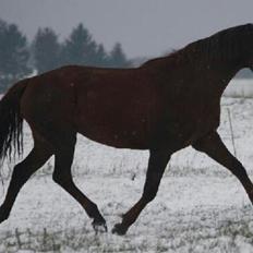 Dansk Varmblod Lille Daugårds Lady Hit