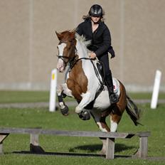 Hollandsk Sportspony Zwier