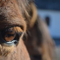 Anden særlig race Flicka.