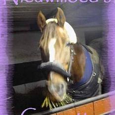 Arabisk fuldblod (OX) Nieuwmoods Cornetta