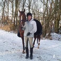 Arabisk fuldblod (OX) Nieuwmoods Cornetta