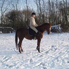 Arabisk fuldblod (OX) Nieuwmoods Cornetta